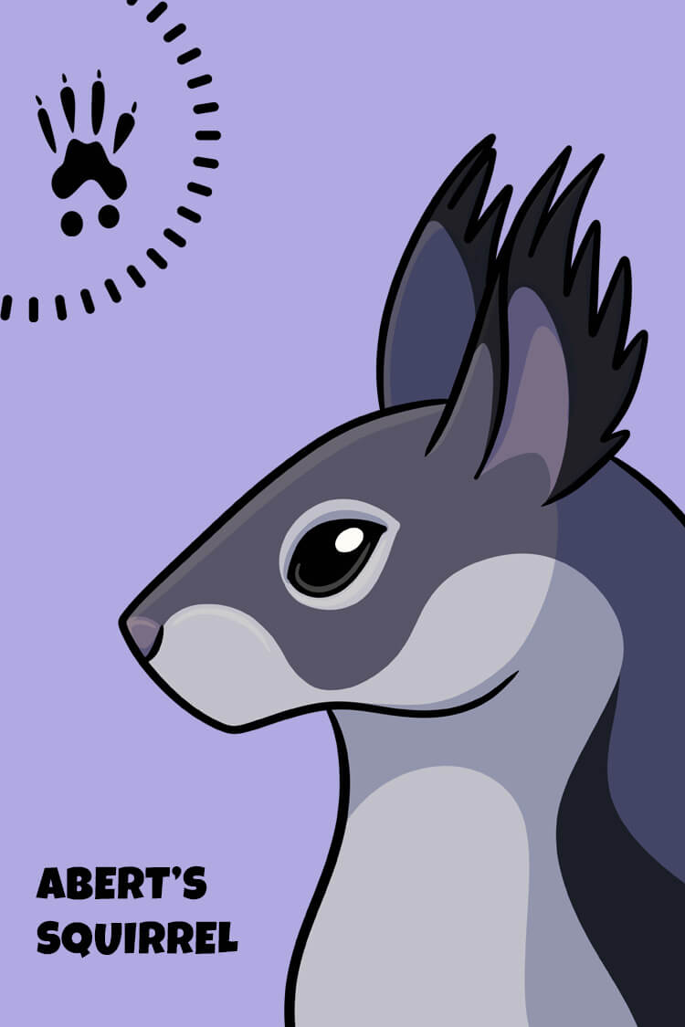 Abert's Squirrel Card