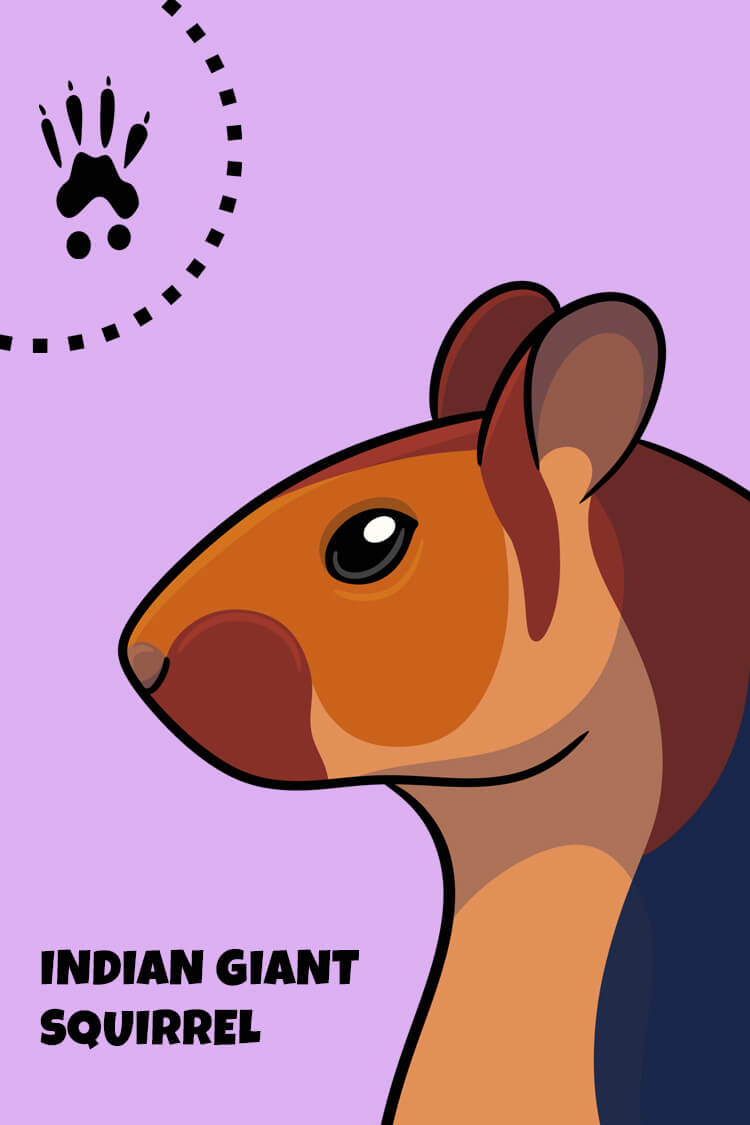 Indian Giant Squirrel Card