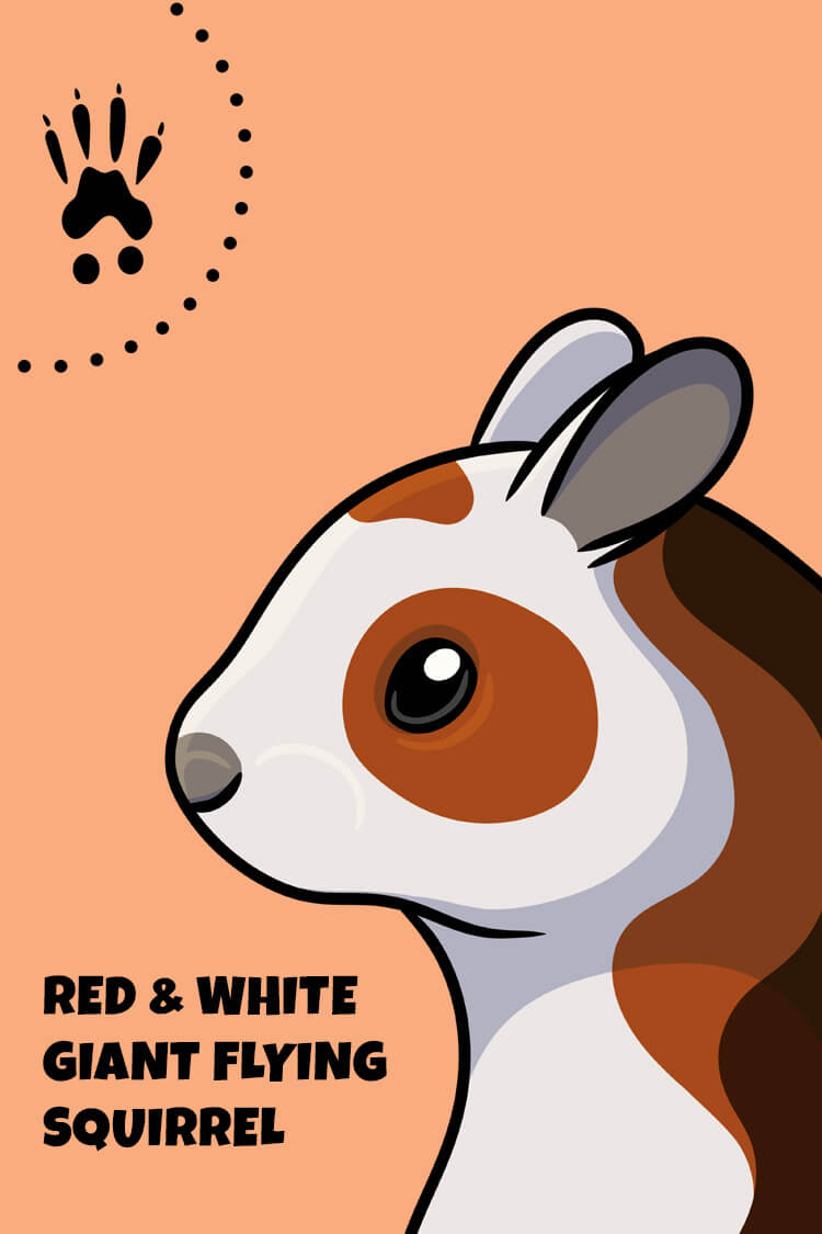Red & White Giant Flying Squirrel Card
